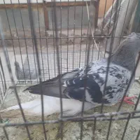 ماده بدرنگ دم سفید