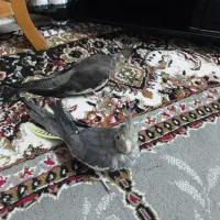 یک جفت عروس هلندی