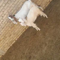 بز و بزغاله سالم سرحال