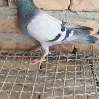 فروش پرنده