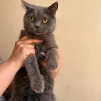 گربه اسکاتیش بلو