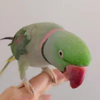 شاه طوطی اسکندر