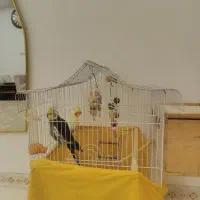 عروس هلندی نرو و ماده