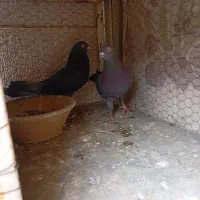 کفتر سرخ و کفتر زاغ