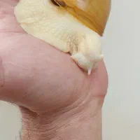 حلزون|خزنده|خرمدره, |دیوار