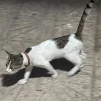 پیدا شده، گم شده