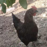 مرغ محلی تخم گذار