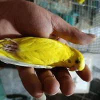 مرغ عشق رینبو و موتاسیون چشم قرمژ