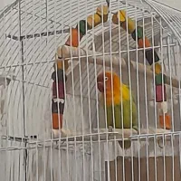 کوتوله فیشر