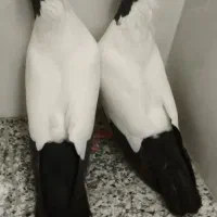 کبوتر سرخ نقشی و پرستویی