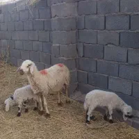 میش بره دوقلو