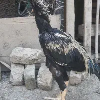 دوتا خروس نسل