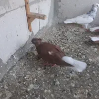۵تا کفتر ججون نر