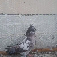 کبوتر|پرنده|گرگان, |دیوار