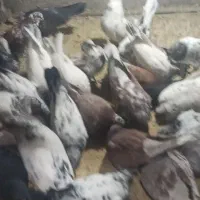 کبوتر مایل به معاوضه با مرغ  وکبوترسربری هستم