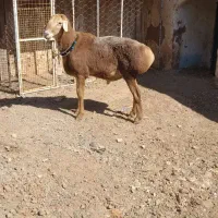 قوچ چینی درشت تیزرون ارسال هم داریم