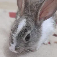 خرگوش