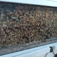 کندو زنبور عسل آکواریومی منزل و محل کار