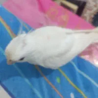 عروس هلندی گم شده