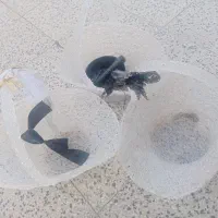 سبد بله برون