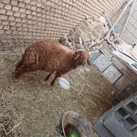 بره چاق داشتی خونگی|حیوانات مزرعه|امیدیه, |دیوار