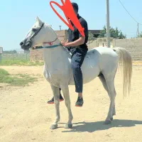 اسب|اسب و تجهیزات اسب‌سواری|میاندوآب, |دیوار