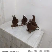 کفتر|پرنده|چاراویماق, |دیوار