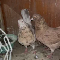 سرورخال قدیم