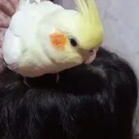 گم شده
