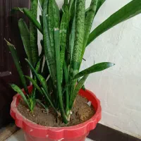گل. سانسوریا
