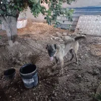 سگ سرابی