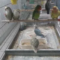 کوتوله،قناری،راهب