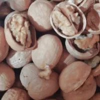 گردو پوست کاغذی تازه خورموج
