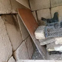 کبوتر