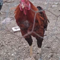 خروس لاری