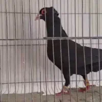 جفت کلاغ کلاهی