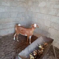 کهره سومال
