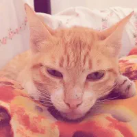 گربه پیدا شده