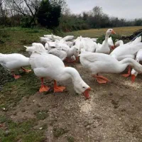 با سلام فروش جوجه غاز