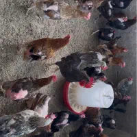 مرغ|حیوانات مزرعه|ورامین, خورین|دیوار