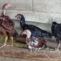 فروش مرغ