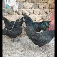 تخم نطفه دار مرندی ایام سمائی