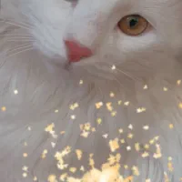 واگذاری گربه ماده 5ت