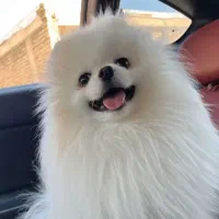 خرسی اصیل