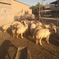 میش داشتی
