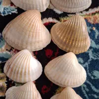 فروش صدف دریا