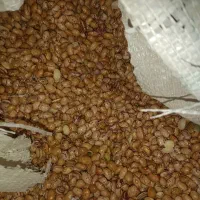 لوبیا چیتی