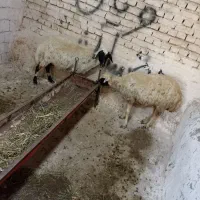 دو عدد میش جوا و عالی