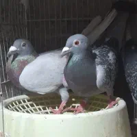 نرو ماده پلاکی