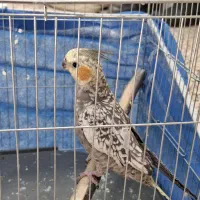 عروس هلندی نر و ماده
